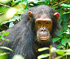 Eastern_chimpanzee_140.jpg