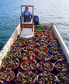 Oyster harvesting