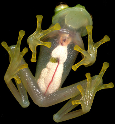 Manu glass frog