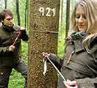 Measuring trees