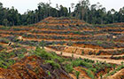 deforestation for palm oil plantation