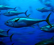 Atlantic bluefin tuna