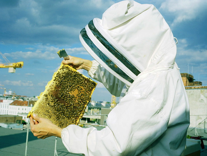 city beekeeping impacts