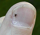 blacklegged tick