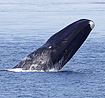 Greenland bowhead whale