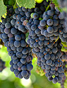 Red Grapes Vine Wine California
