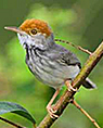Cambodia tailorbird