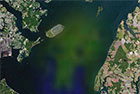 Chesapeake Bay algal bloom