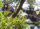 Chimps in DRC