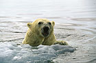 Adult polar bear swimming