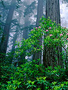 Forest Carbon Storage