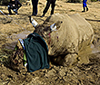 Injured Rhino in South Africa