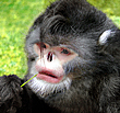 Snub Nosed Monkey