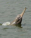 Ganges Dolphin WCS