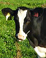 Genetically modified cow Daisy