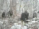 WCS Camera Trap Video Cross River Gorillas
