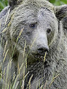 Yellowstone Grizzly Bear