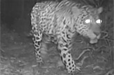 Camera Trap Shows Biodiversity of Peruvian Amazon
