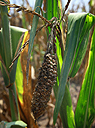 Corn withered by Midwest drought