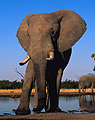 African savanna elephant bulls at a water hole in Sub-Saharan Africa