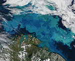 Barents Sea Phytoplankton Bloom