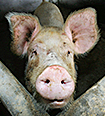 Pig Waste Biogas