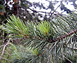 Scandinavian Pine Tree