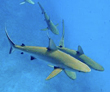 Pacific Reef Sharks