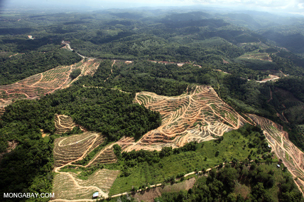 Deforestation in Malaysian Borneo