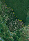 Sarawak Deforestation Google
