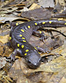Spotted salamander Yale