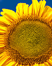 Sunflower Inspires MIT Solar Design