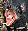 Tasmanian Devil Facial Tumor Disease