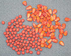 soybeans coated with neonicotinoids