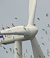 Wind turbine bird safety