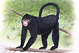 Greater Mekong Species Elvis Monkey