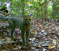 Wild cats Sumatra