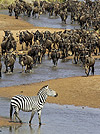 Zebra Wildebeest Serengeti