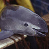 In Mexico, Fish Poachers Push Endangered Porpoises to Brink