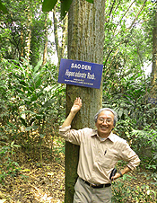 Vietnam Forest Giant Hopea