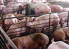 Industrial hog farm
