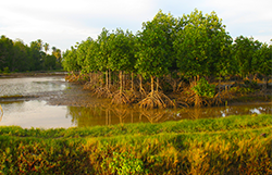 Aceh mangroves