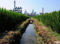 Chemical plant behind rice paddy