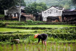 Rice harvesting in Hunan Province