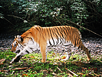 Tiger in Myanmar