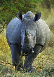 Rhinoceros South Africa