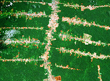 Brazilian Amazon Roads Deforestation