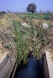 Kano Irrigation Project Nigeria