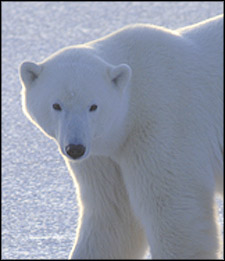 Climate Change End Near For Hudson Bay Polar Bears