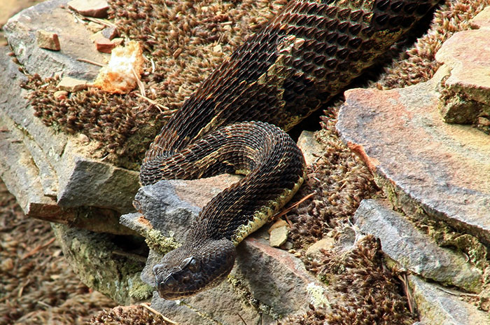 kolbert_gallery_e360_timber_rattlesnake.